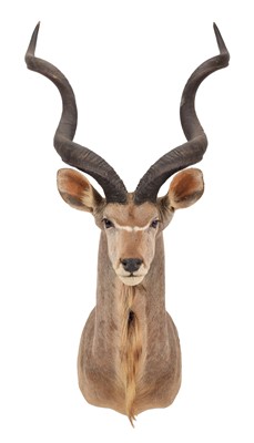 Lot 282 - Taxidermy: Cape Greater Kudu (Strepsiceros...