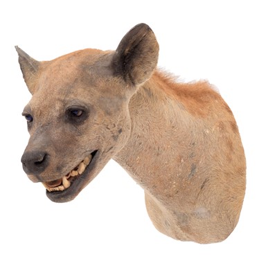 Lot 344 - Taxidermy: Spotted Hyena (Crocuta Crocuta),...