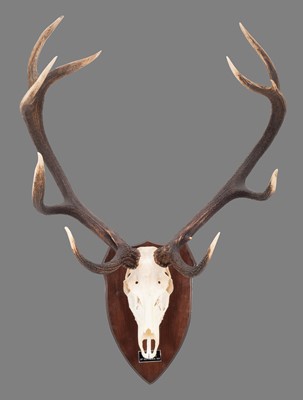 Lot Antlers/Horns: European Red Deer Antlers...