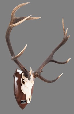 Lot 70 - Antlers/Horns: European Red Deer Antlers...