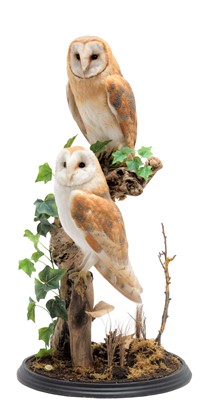 Lot 247 - Taxidermy: A Pair of European Barn Owls (Tyto...