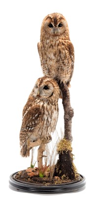 Lot 286 - Taxidermy: A Pair of Tawny Owls (Strix aluco),...