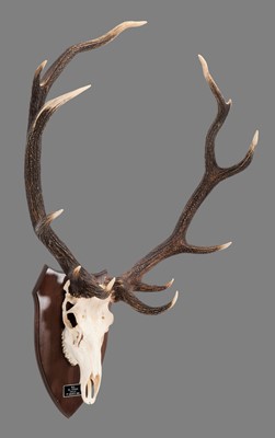 Lot 225 - Antlers/Horns: South American Red Deer Antlers...