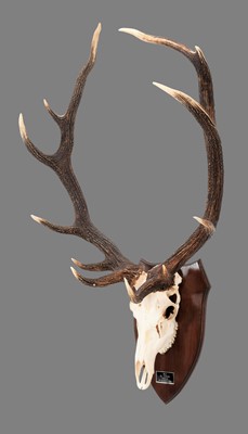 Lot 225 - Antlers/Horns: South American Red Deer Antlers...