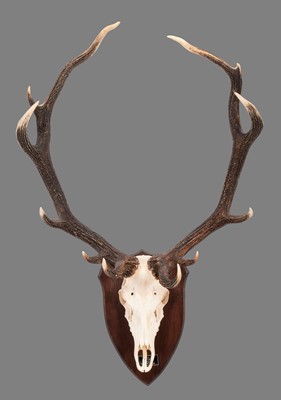 Lot 225 - Antlers/Horns: South American Red Deer Antlers...