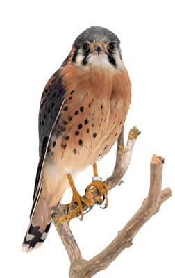 Lot 154 - Taxidermy: American Kestrel (Falco sparverius),...