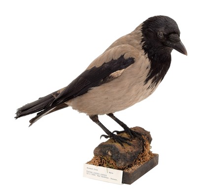 Lot 57 - Taxidermy: Hooded Crow (Corvus cornix), dated...
