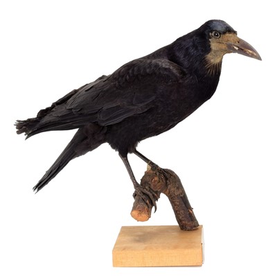Lot 7 - Taxidermy, Rook (Corvus frugilegus), dated...