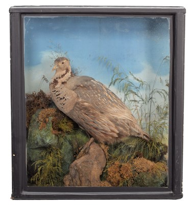 Lot 218 - Taxidermy: A Late Victorian Cased Himalayan...