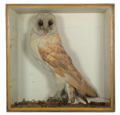 Lot 52 - Taxidermy: A Victorian Cased Barn Owl (Tito...