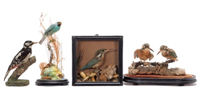Lot 232 - Taxidermy: European Kingfishers, Woodpecker &...