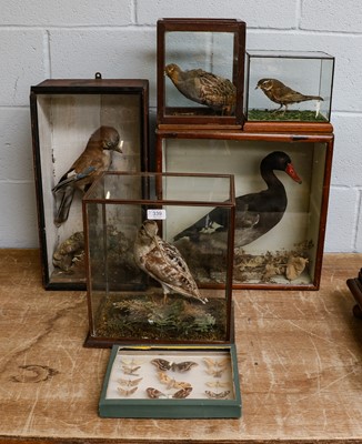 Lot 339 - Taxidermy: Cased European Jay cont - Cased...