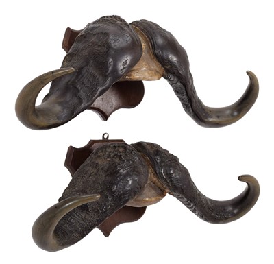Lot 315 - Antlers/Horns: South African Cape Buffalo...