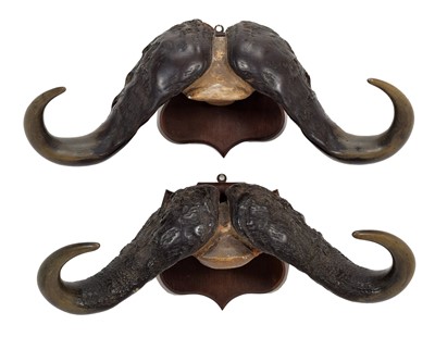 Lot 315 - Antlers/Horns: South African Cape Buffalo...