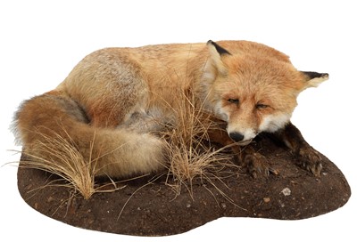 Lot 109 - Taxidermy: A Snoozing Red Fox (Vulpes vulpes),...