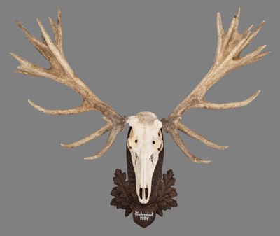 Lot 342 - Antlers/Horns: European Red Deer (Cervus...
