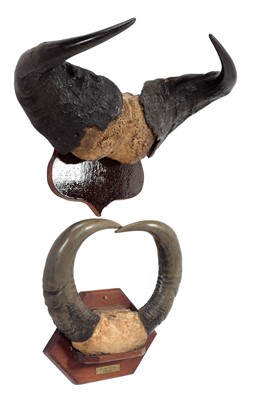 Lot 51 - Antlers/Horns: Cape Buffalo & African Forest...