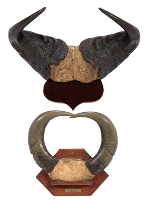 Lot 51 - Antlers/Horns: Cape Buffalo & African Forest...