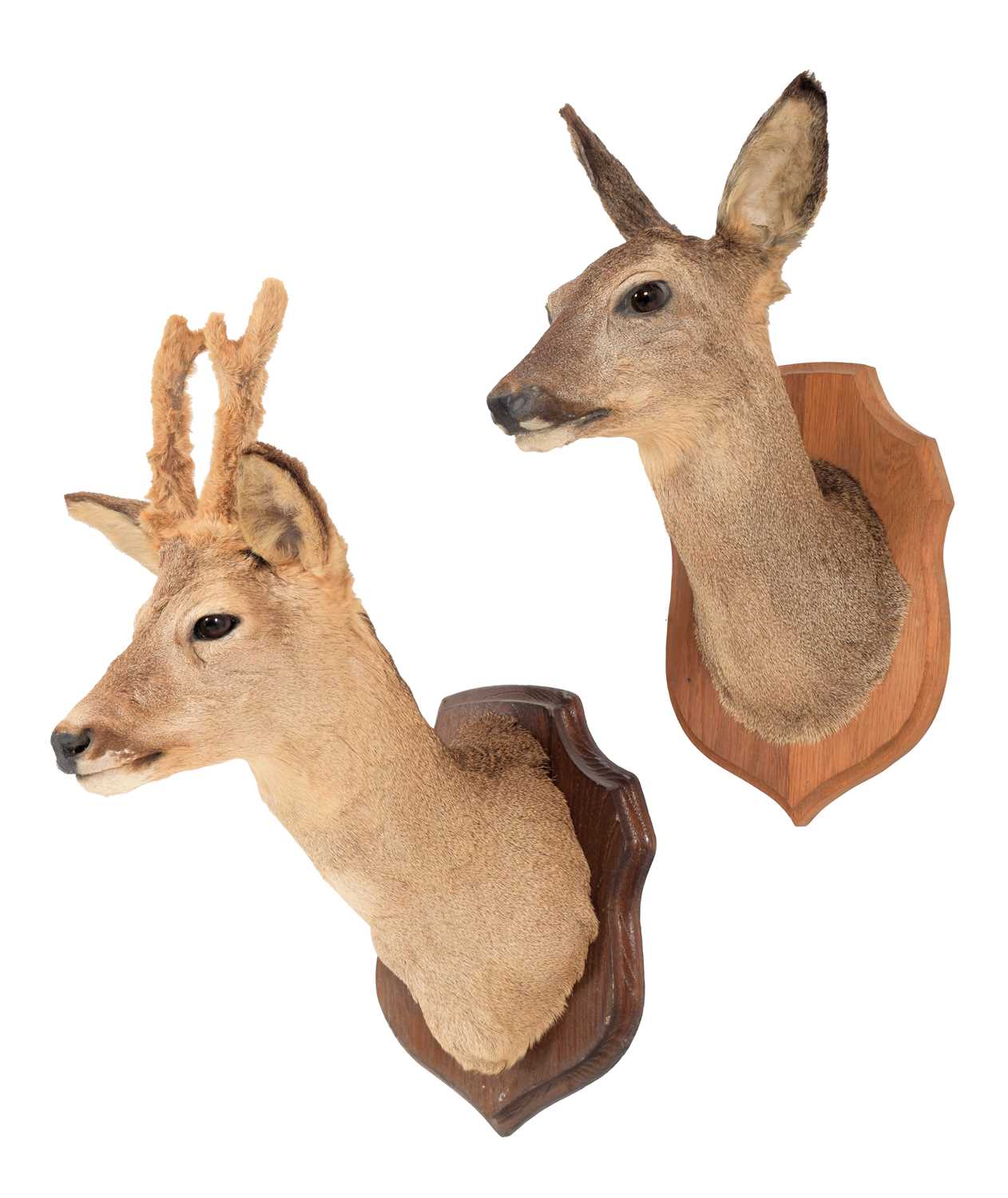 Lot 29 - Taxidermy: A Pair of French Roe Deer Mounts...