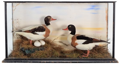 Lot 47 - Taxidermy: A Cased Pair of Common Shelducks...