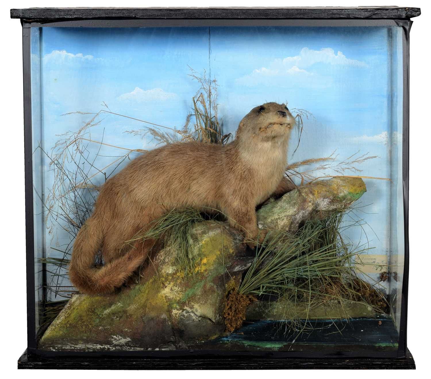 Lot 76 - Taxidermy: A Late Victorian Cased European...
