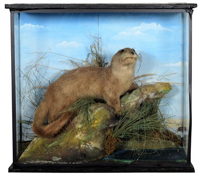 Lot 76 - Taxidermy: A Late Victorian Cased European...