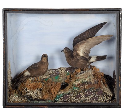 Lot 91 - Taxidermy: A Late Victorian Cased Pair of...