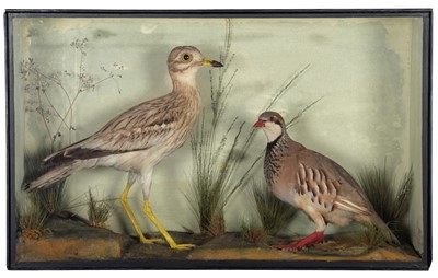Lot 110 - Taxidermy: A Late Victorian Cased Stone Curlew...