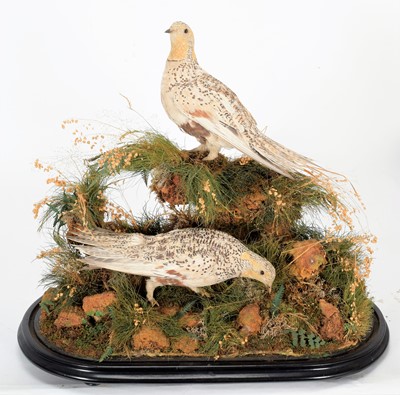 Lot 322 - Taxidermy: A Pair of Late Victorian Pallas's...