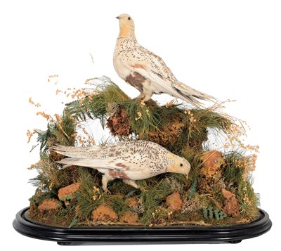 Lot 322 - Taxidermy: A Pair of Late Victorian Pallas's...