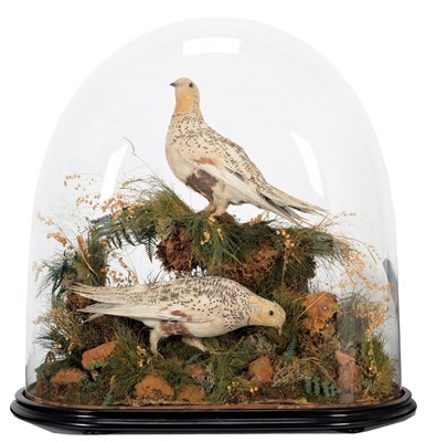 Lot 322 - Taxidermy: A Pair of Late Victorian Pallas's...