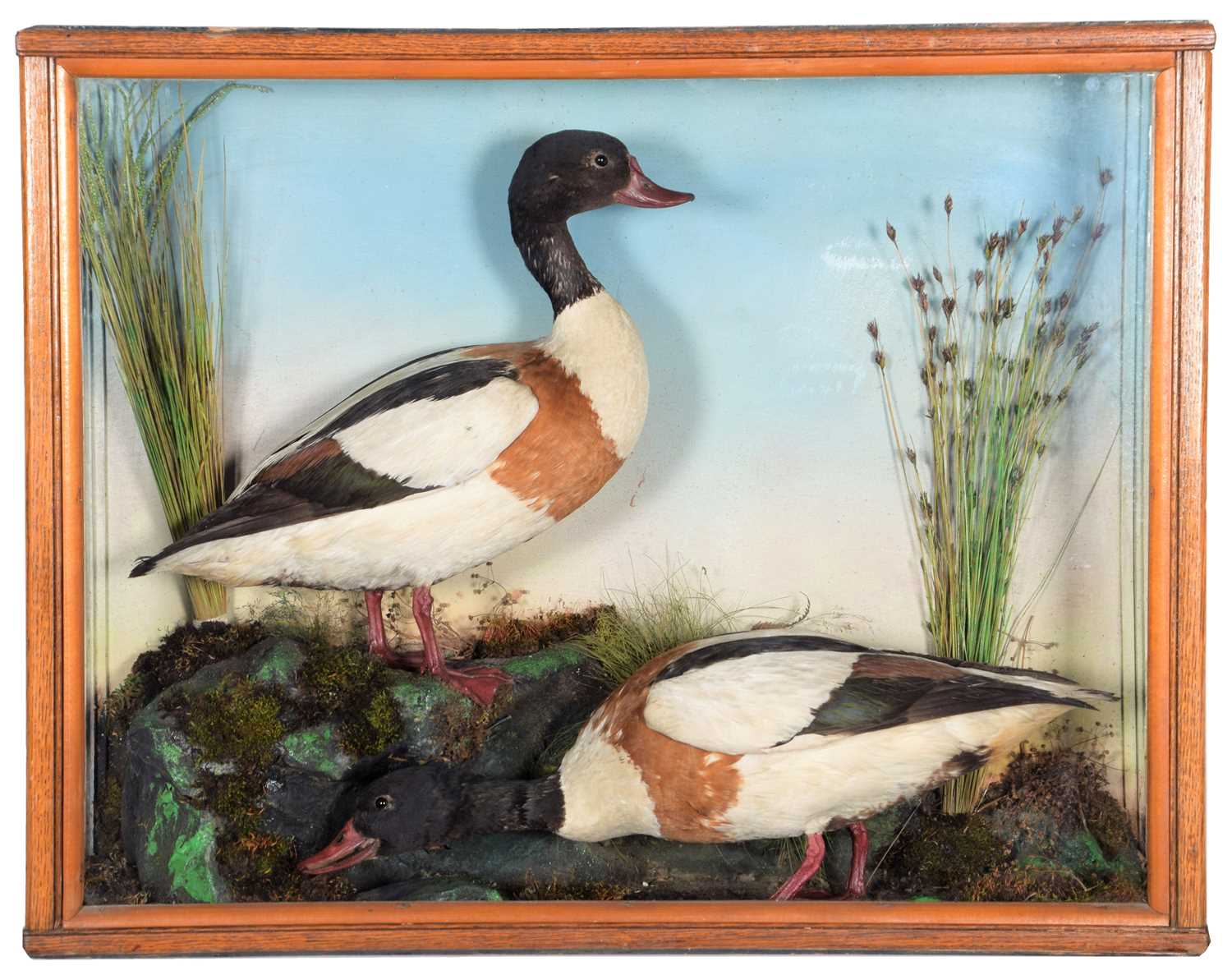 Lot 93 - Taxidermy: A Late Victorian Cased Pair of...