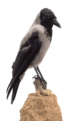 Lot 119 - Taxidermy: A Hooded Crow (Corvus cornix),...