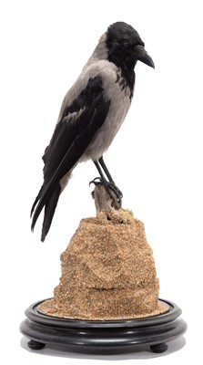 Lot 119 - Taxidermy: A Hooded Crow (Corvus cornix),...