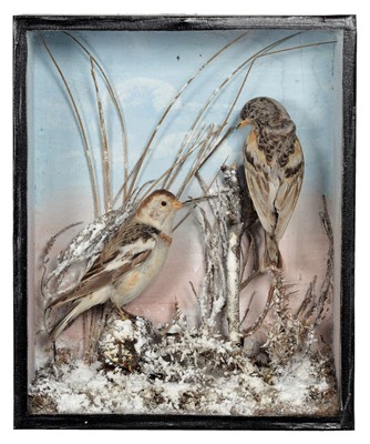 Lot 23 - Taxidermy: A Late Victorian Cased Brambling &...