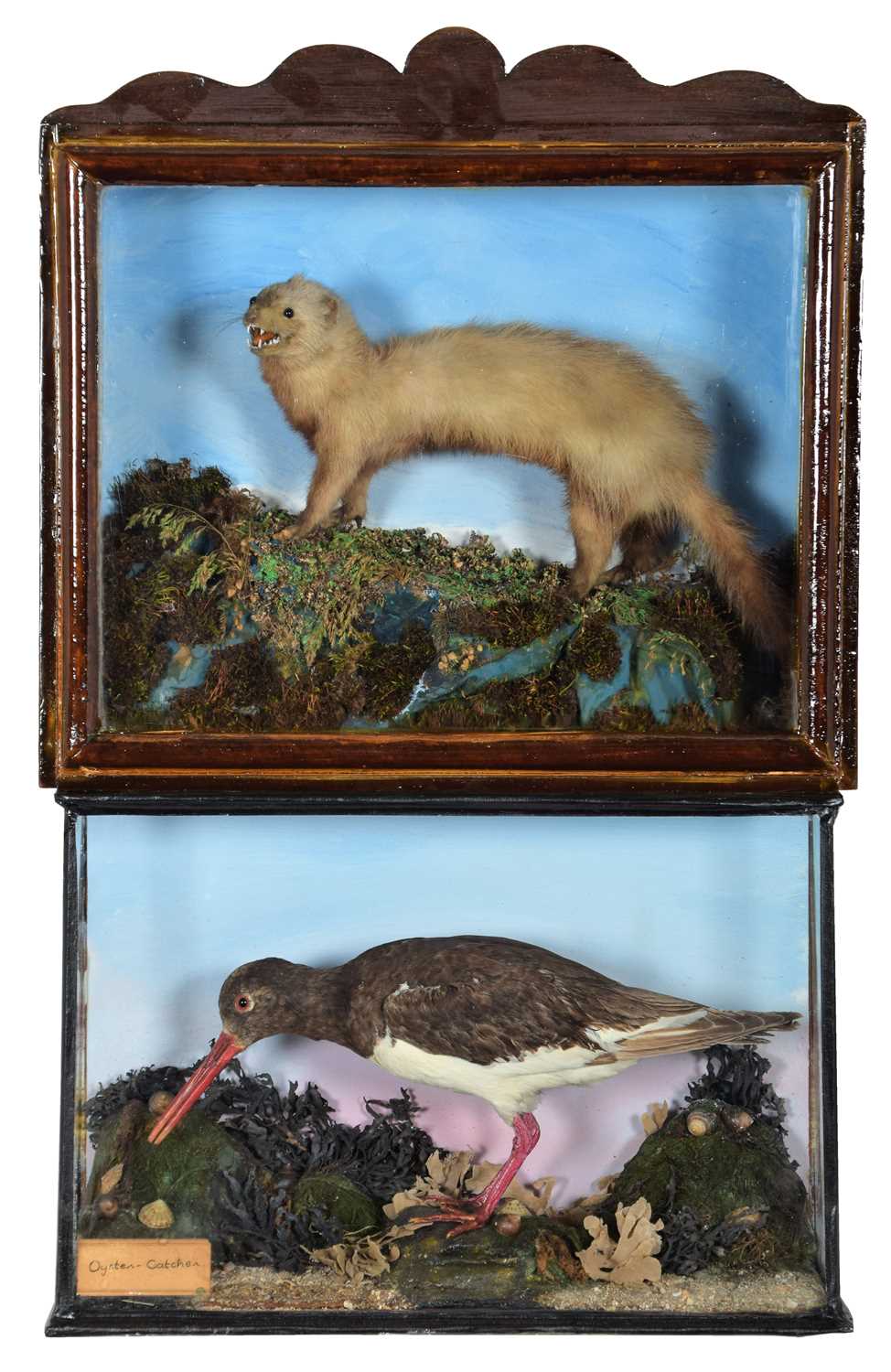 Lot 34 - Taxidermy: A Late Victorian Cased Oyster...