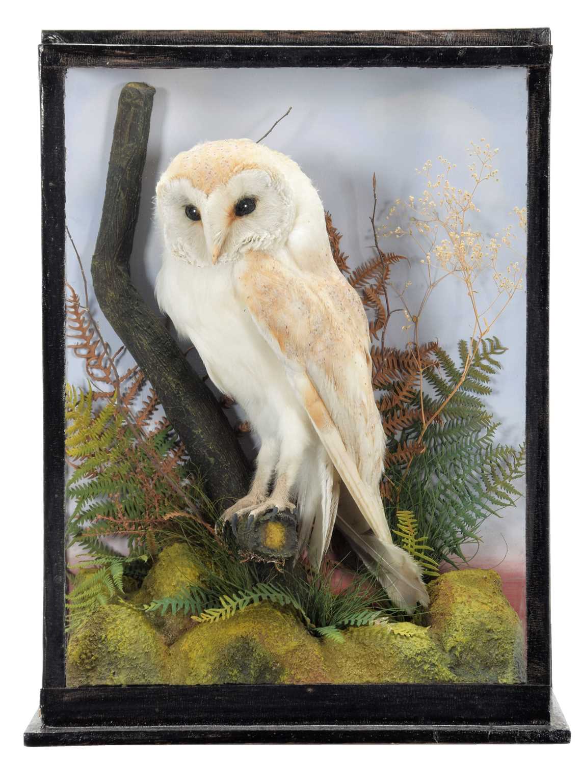 Lot 112 - Taxidermy: A Late Victorian Cased European...