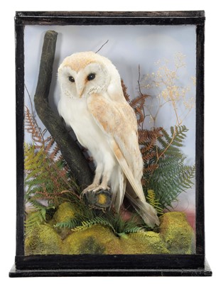 Lot 112 - Taxidermy: A Late Victorian Cased European...