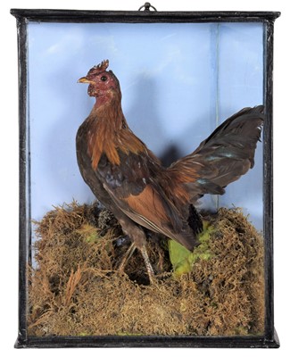 Lot 25 - Taxidermy: A Late Victorian Cased Bantam...