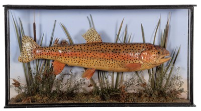Lot 170 - Taxidermy: A Cased Rainbow Trout (Oncorhynchus...