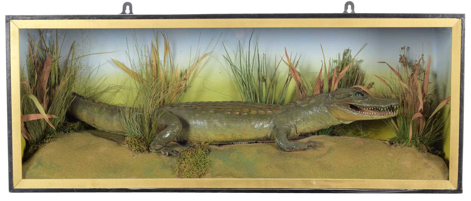 Lot 120 - Taxidermy: A Cased American Alligator...