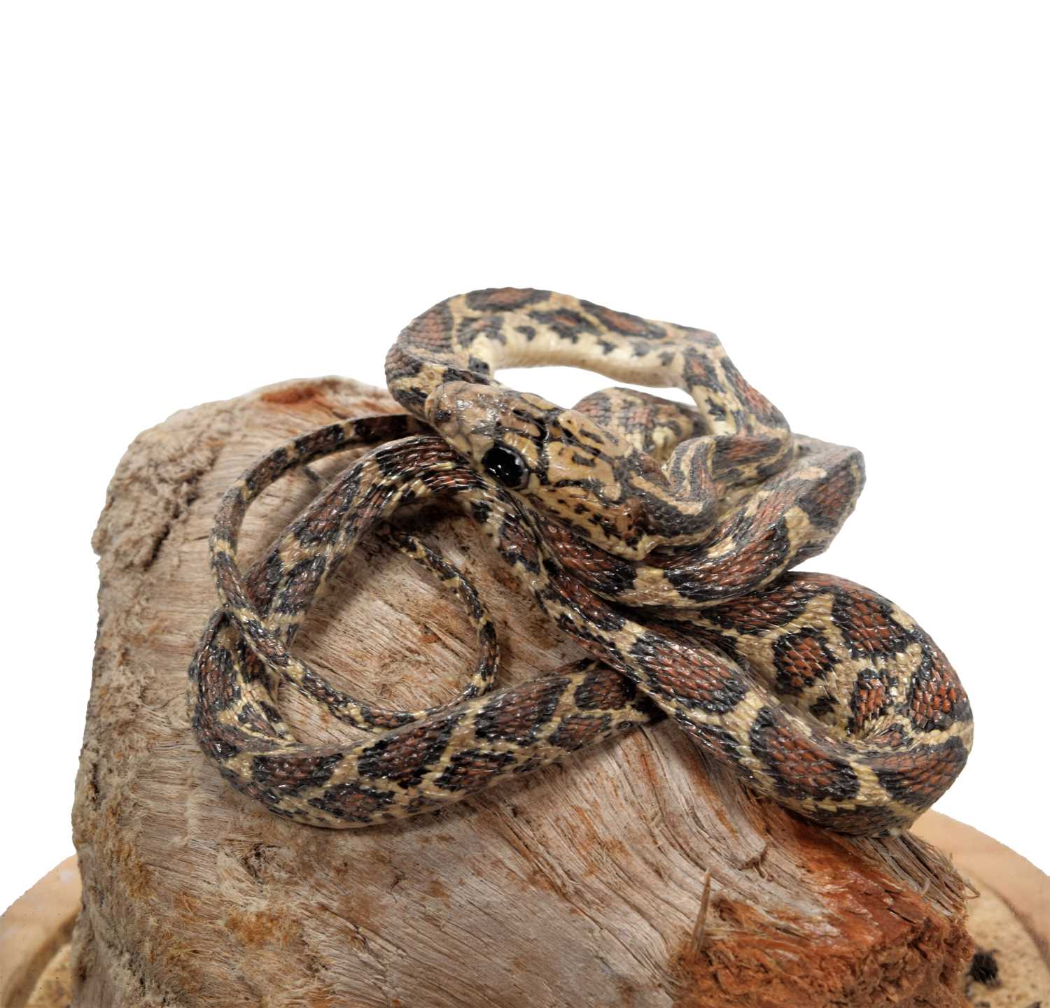 Lot 2 - Taxidermy: A Corn Snake (Pantherophis...