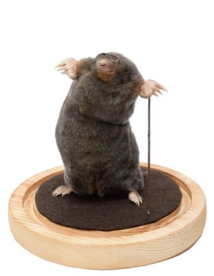 Lot 214 - Taxidermy: A Garden Mole & Mouse, modern, by...