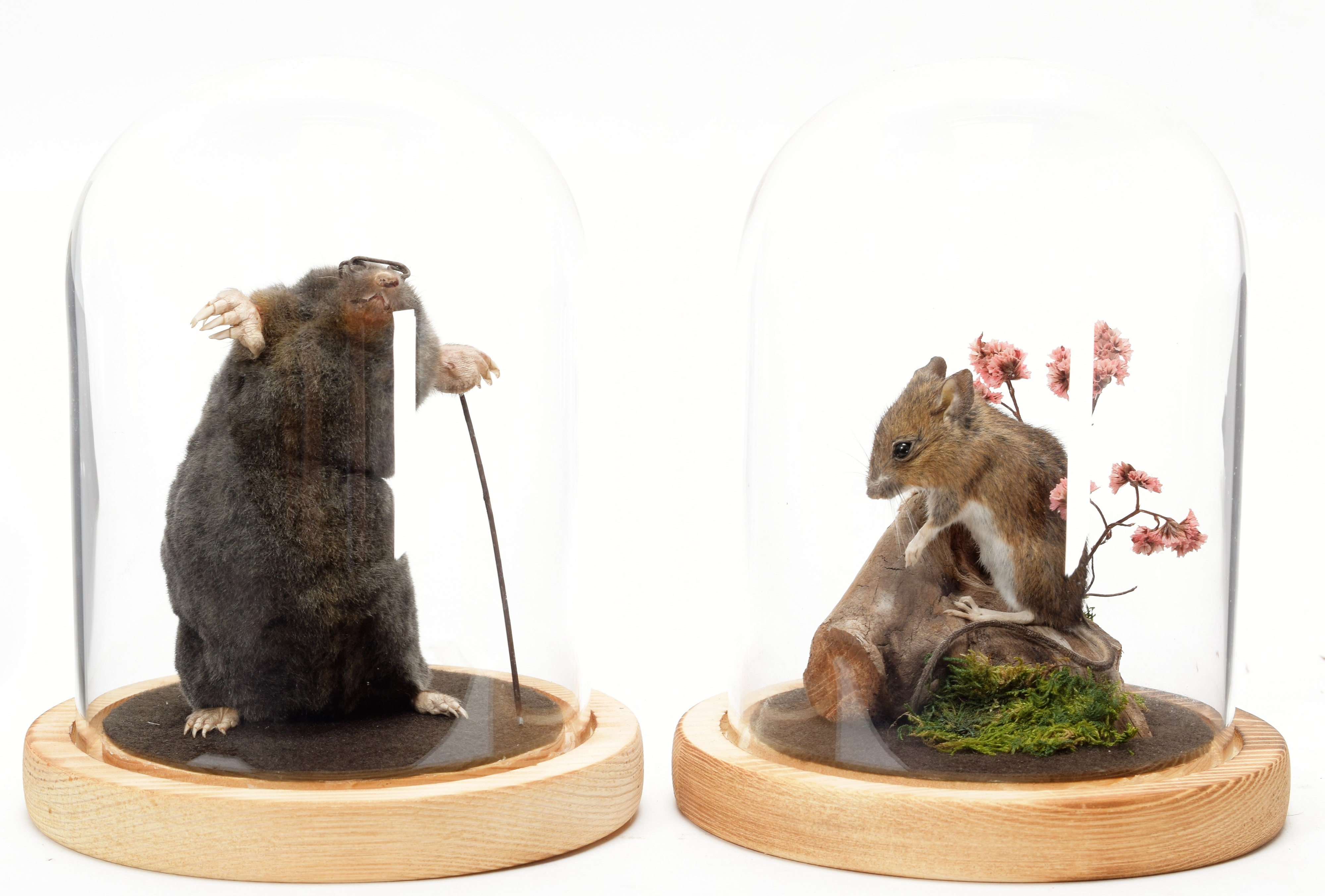Lot 214 - Taxidermy: A Garden Mole & Mouse, modern, by