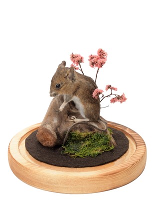 Lot 214 - Taxidermy: A Garden Mole & Mouse, modern, by...