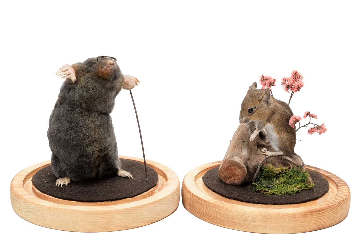 Lot 214 - Taxidermy: A Garden Mole & Mouse, modern, by