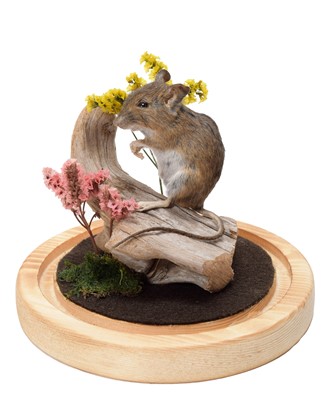 Lot 41 - Taxidermy: A Garden Mole & Mouse, modern, by...