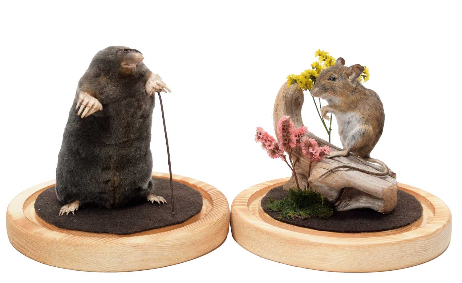Lot 41 - Taxidermy: A Garden Mole & Mouse, modern, by