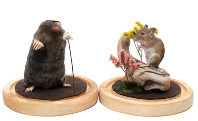 Lot 41 - Taxidermy: A Garden Mole & Mouse, modern, by...