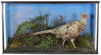 Lot 37 - Taxidermy: A Cased Piebald Ring-necked...